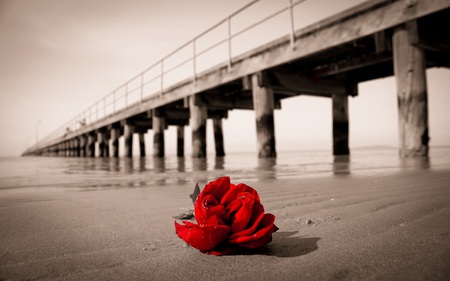 Jetty Rose - beaches, nature, pier, beautiful, abandoned, rose