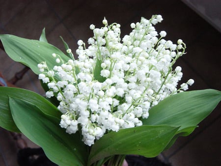 lily of the valley - fragrance, spring, nature, closeup, lilly of the valley, forest, green, lily of the valley, leaves, flowers