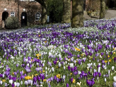 spring is coming - fields, purple, crocus, spring