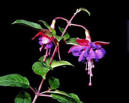 fuchsia - nature, fuchsia, purple, flowers