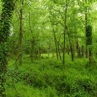 Congaree National Park