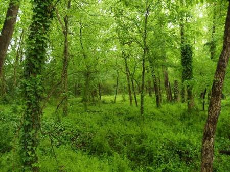 Congaree National Park - national park, united states, forest, congaree