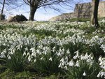 snowdrops