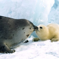 Kissing harp seal