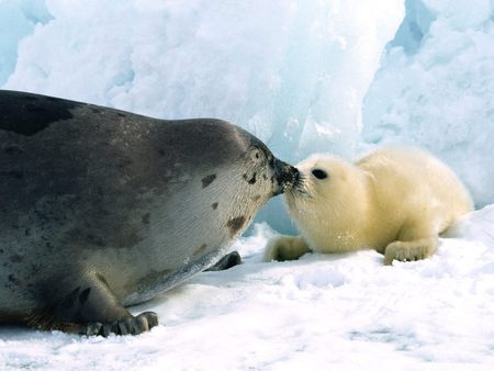 Kissing harp seal - snow, kiss, animal, seal