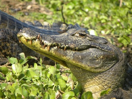 Brazilian Crocodile - wetlands, reptile, crocodile, brazil