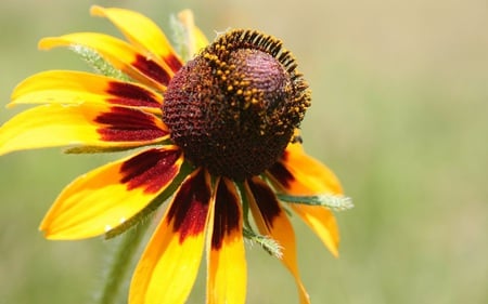 Black Eyed Flower - nature, beautiful, single, flowers, garden