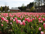 tulip garden