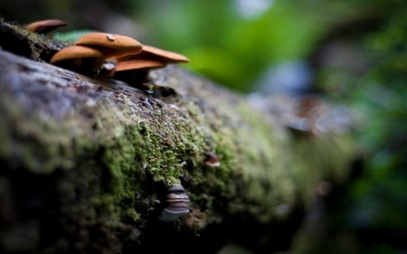 Beneath the Falls - mushrooms, nature, forests, beautiful, log, moss