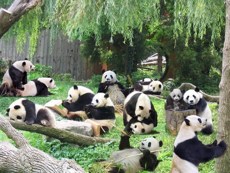 pandas - pandas, nature, bears, china, animals