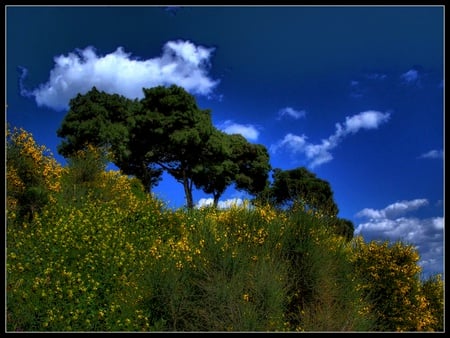 green and blue - nature, sky, trees, blue, green