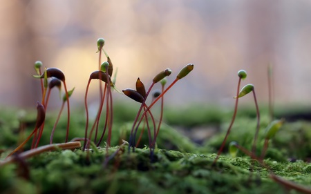 Life of the Mosses - moss, beautiful, photography, macro, nature