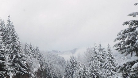 Snow on the Ridge - trees, winter, fog, snow, washington, firefox persona, ridge, mountains, sky