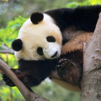 Giant Panda on a Tree