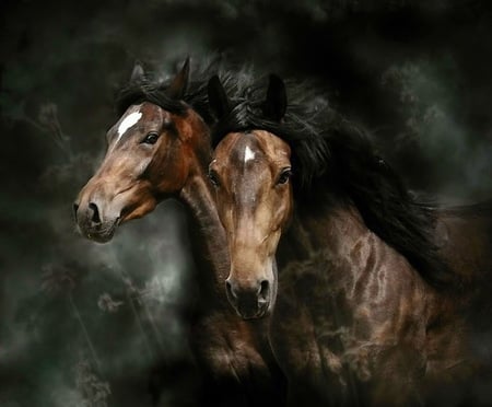 Two in the wild - gallop, white blaze, horses, brown and black, pair, wild