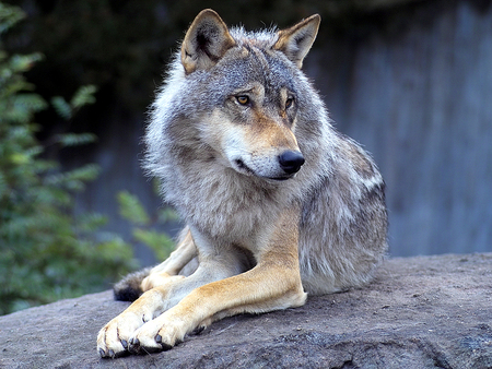 the wolf - animal, nature, wolf, dog, forest