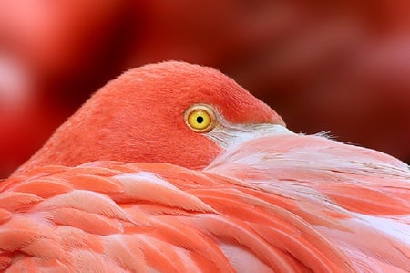 Sleeping Beauty - bird, sleep, red, cute, sweet, flamingo