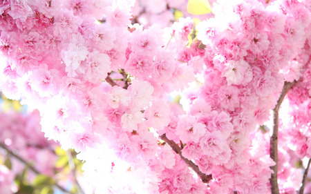 Pink petals - nature, nice, pink, photography, flowers