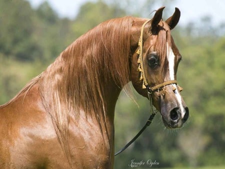 Beautiful Princess - horses, oriental, chestnut, mare, arabian