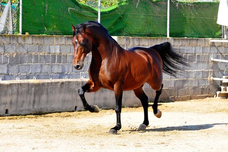 Bay Spanish Stallion - horses, iberian, spanish, andalusian, bay