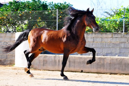 Bay Spanish Stallion - horses, andalusian, iberian, bay, spanish