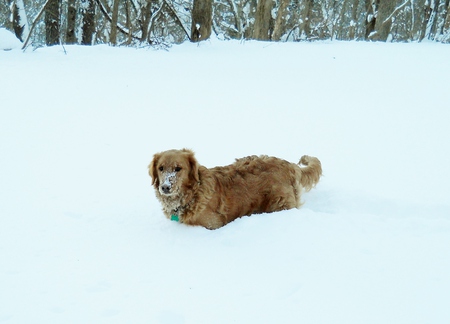 My nose is cold - golden retriever, jazz, snow, dog