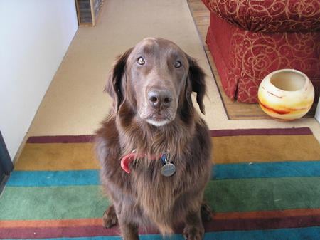 Chocolate Retriever - flat, retriever, brown, chocolate, dog, australia, dogs, coat, animals