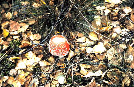 Redspotted Mushroom - fungus, nature, mushroom, autum, woods