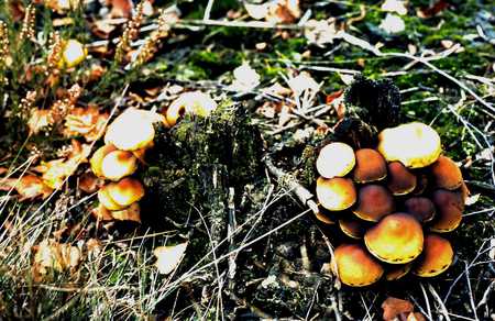 Fungus - fungus, nature, musrooms, forrest