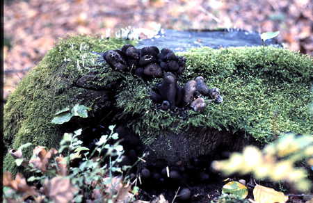 Blue Fungus - three, nature, fungus, mushroom, blue, forrest