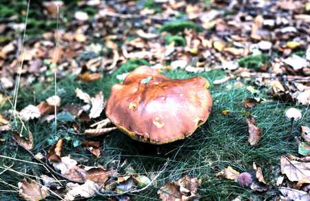 Boletus - musroom, nature, fungus, boletus, forrest, blewits