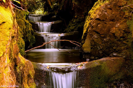 Water steps - trees, forest, steps, waterfalls, moss, rocks