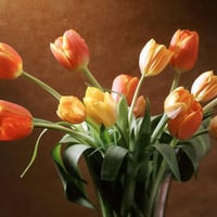 Tulips