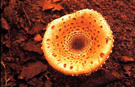 Big Boletus - fungus, boletus, nature, forrest, autum, musroom