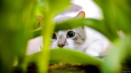 Ready to Pounce - cute, cats, grass, animals, pounce