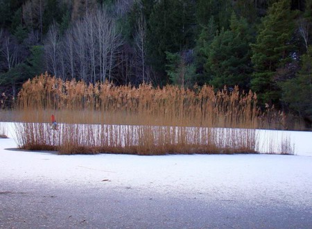 Grass in Snow - in snow, grass, cool, view