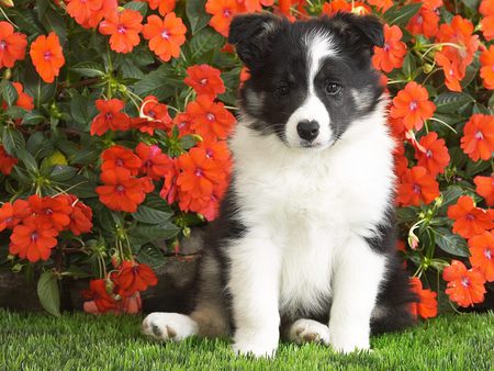 A puppy for you - fluffy, flowers, pets, garden, dog, puppy, animals