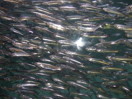 Oregon Aquarium Fish School - aquarium, fish, oregon, silver