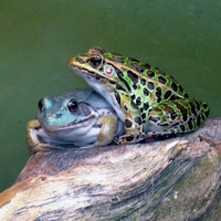 The sing of the frogs