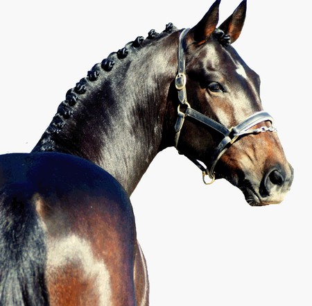 Headshot of a Warmblood - horses, german, dutch, bay, warmblood