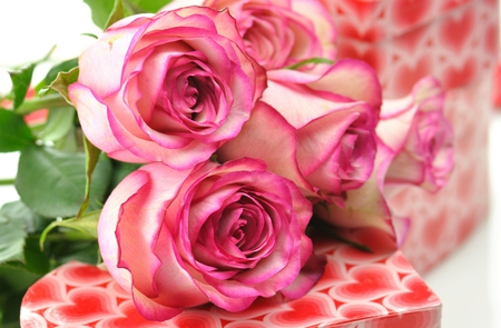 Beautiful Roses - pretty, roses, heart, romantic, romance, pink, flowers, hd, nice, beautiful, pink roses, photography, valentines day, beauty, colors, lovely, still life, nature, bunch of flowers, rose