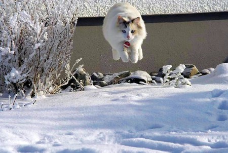 Flying Cat