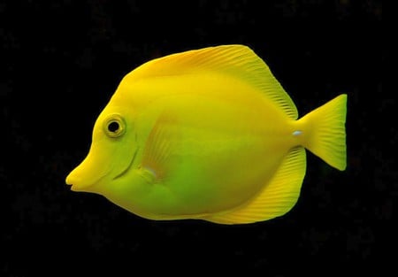 Yellow Fish - fish, picture, cute, yellow