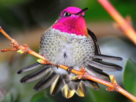 Beautiful Bird - bird, cute, picture, humming, beautiful