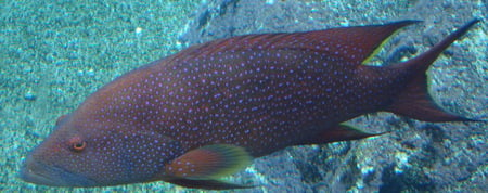 Blue Spotted Grouper - fish, marine, seawater fish, grouper