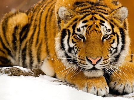 CROUCHING TIGER - gorgeous, tiger, a, beautiful