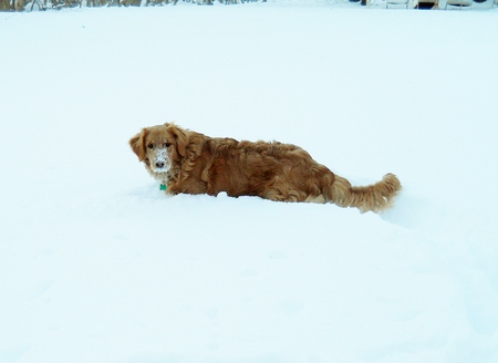 Jazz - snow, jazz, dog, golden retriever