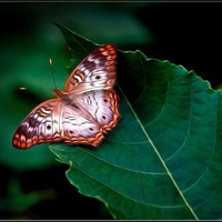 BEAUTIFUL BUTTERFLY