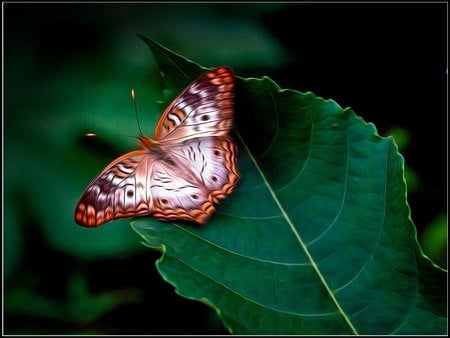 BEAUTIFUL BUTTERFLY - colorful, leaf, butterfly, beautiful