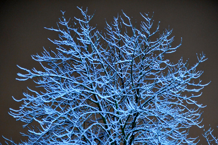 Snowy branches - beauty, branches, sky, landscape, night, winter, nature, snowy branches, snow, beautiful, color, frozen, colors